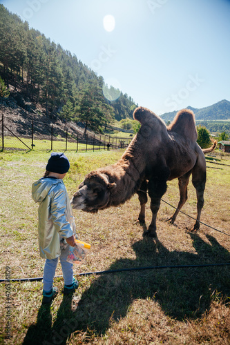 Wallpaper Mural European girl feeding camel in Altay farm Torontodigital.ca