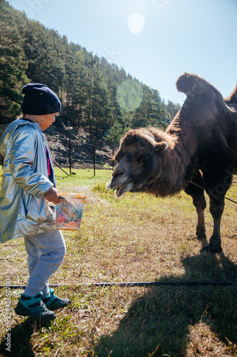 Wallpaper Mural European girl feeding camel in Altay farm Torontodigital.ca