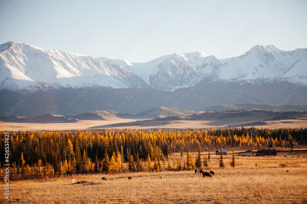 custom made wallpaper toronto digitalSnowbound mountain in Kurrai steppe North-Chuya ridge of Altai Republic in early autumn