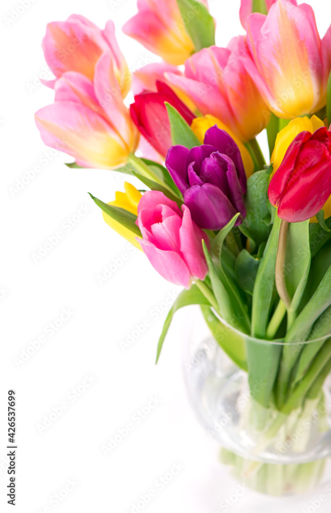 Many beautiful colorful tulips with leaves in a glass vase isolated on transparent background. Photo with fresh spring flowers for any festive design