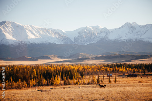 Wallpaper Mural Snowbound mountain in Kurrai steppe North-Chuya ridge of Altai Republic in early autumn Torontodigital.ca