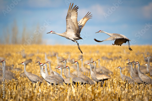 Schilderij op canvas sandhill cranes flying