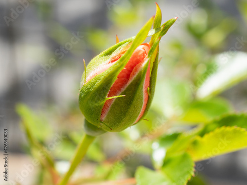 bud of rose