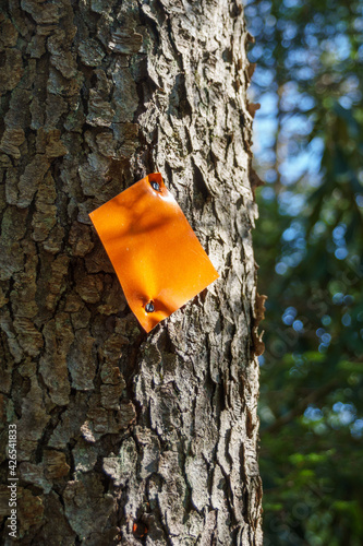 Wallpaper Mural Tree with an orange trail marker in the mid-day sun Torontodigital.ca