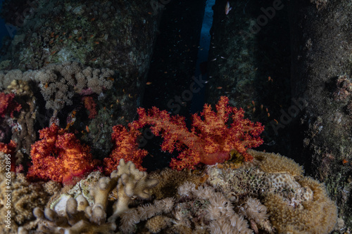 Coral reef and water plants in the Red Sea, Eilat Israel 