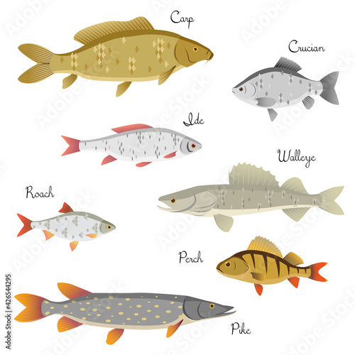 Set of river fishes with name subscription . Carp, crucian, roach, perch, ide, walleye, pike. Vector illustration isolated on white background