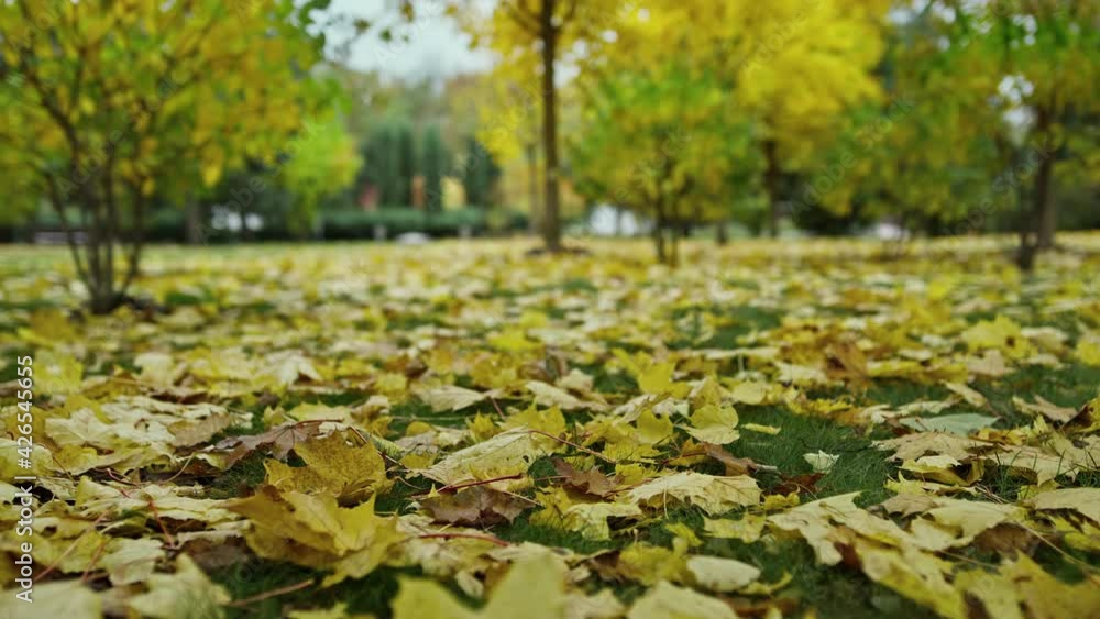 Golden foliage on ground in park. Autumn park covered within yellow leaves. Golden foliage on ground in park. Autumn park covered within yellow leaves.
