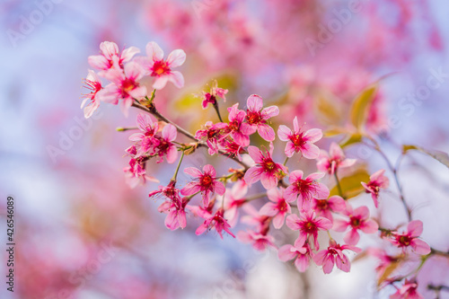 sakura. cherry blossom in springtime, beautiful pink flowers © galitskaya