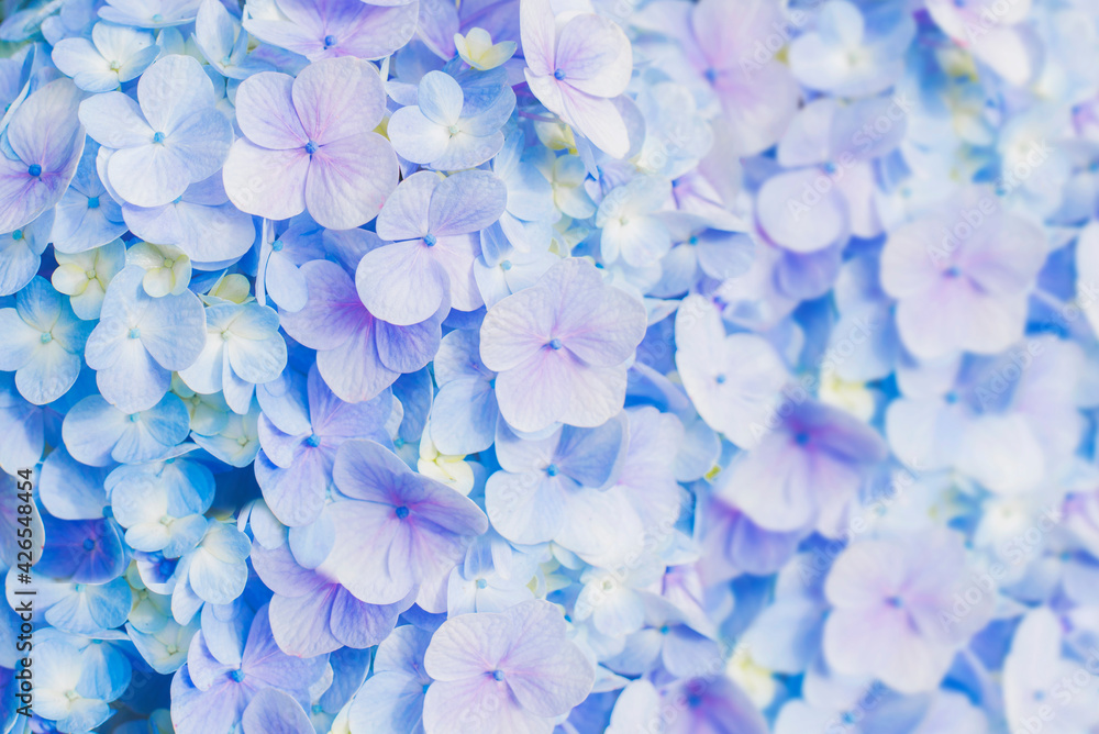 Close up of hydrangeas flower, morning blossom Close up of hydrangeas flower, morning blossom