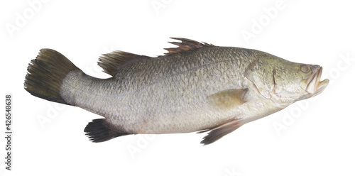 Fresh barramundi fish isolated on white background 