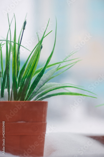 there is green grass in a brown pot on the window