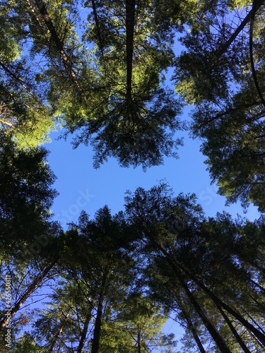 trees in the forest