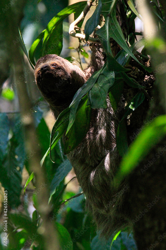 Obraz premium sloth in a tree