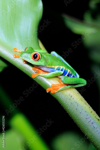 green tree frog © Erica Ruth