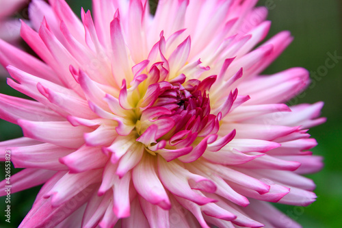 pink dahlia flower close up 