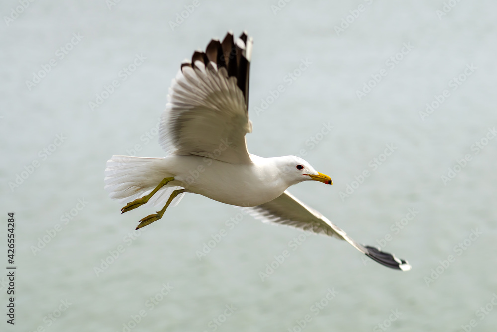 Seagull flies over Lake Elizabeth in Fremont Central Park Seagull flies over Lake Elizabeth in Fremont Central Park