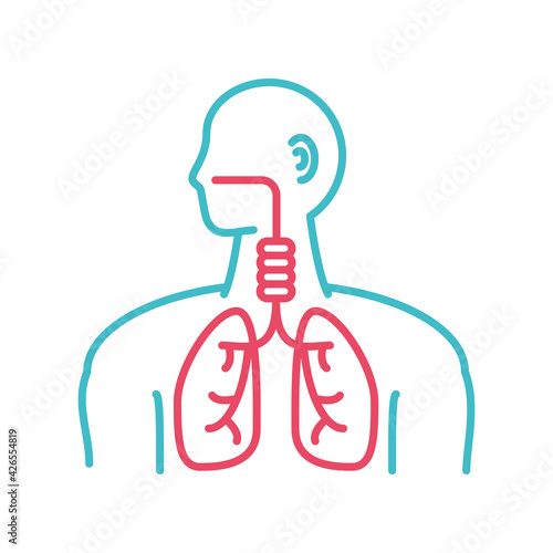 respiratory human system