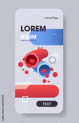 red artery and blue vein human circulatory system anatomy of blood vessels biology medicine concept smartphone screen mobile app vertical copy space flat