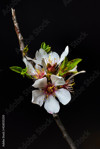 Close-up of an almond branch with a white flower and green leaves, on black background