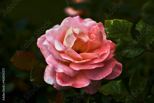 Closeup of a lovely rose with pink petals, next to green leaves