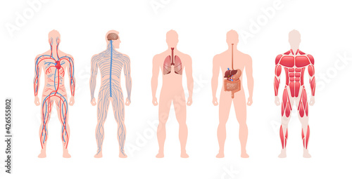 set human body internal organs system circulatory nervous muscle structure anatomy physiology front view full length horizontal