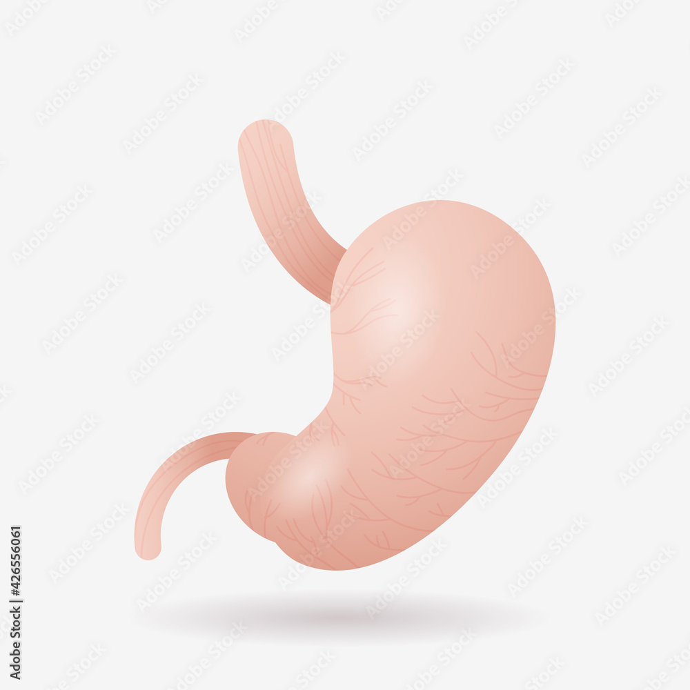 anatomical stomach icon human internal organ anatomy healthcare medical concept flat anatomical stomach icon human internal organ anatomy healthcare medical concept flat