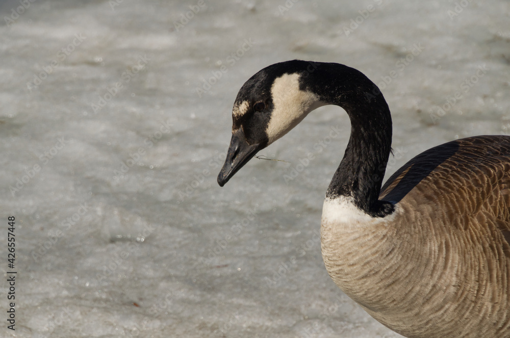 Fototapeta premium Close up of Canada Goose