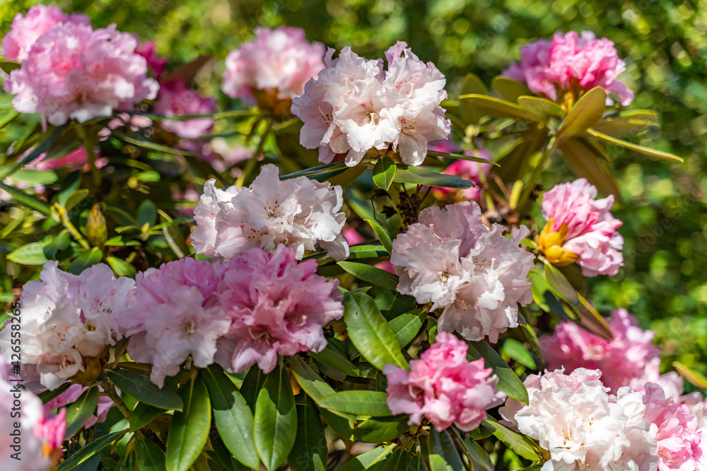 Rhododendron blooming flowers in the spring garden. Rhododendron blooming flowers in the spring garden.