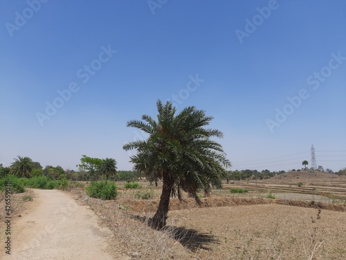 Silver date palm tree Swaying in the wind. Phoenix sylvestris also known as silver date palm, Indian date, sugar date palm or wild palm, is a species of flowering plant in the palm family. 