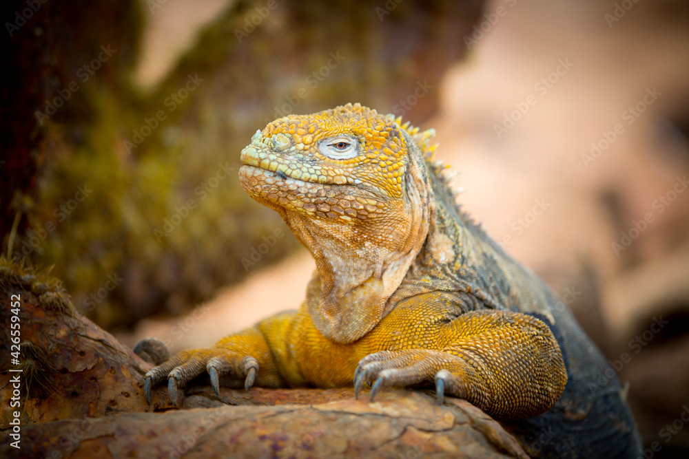 Fototapeta premium iguana over a rock in Galapagos Islands