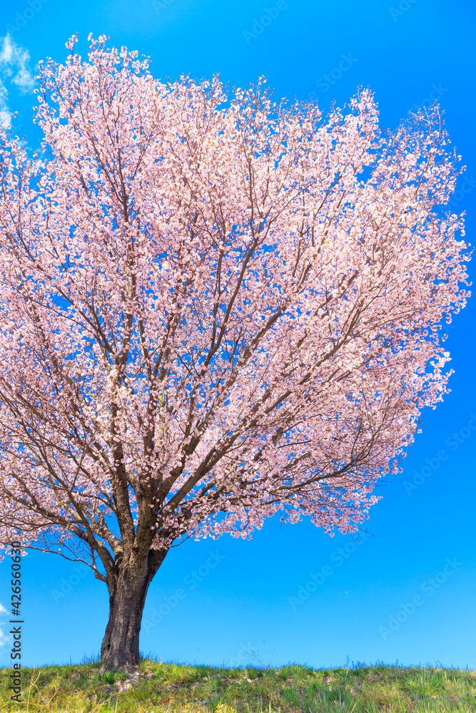 cherry tree in bloom cherry tree in bloom