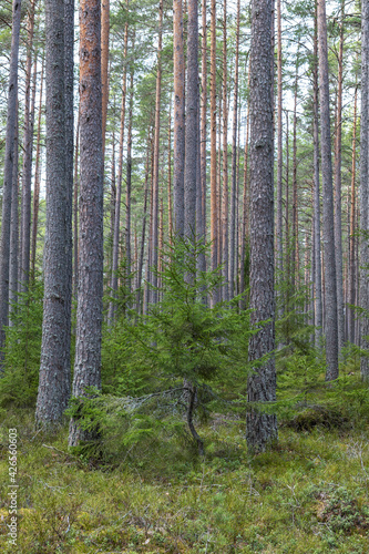 Fototapeta Naklejka Na Ścianę i Meble -  Pine tree landscape  . Forest therapy and stress relief forest.