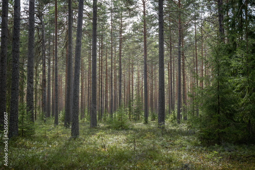 Pine tree landscape  . Forest therapy and stress relief forest. © Conny Sjostrom