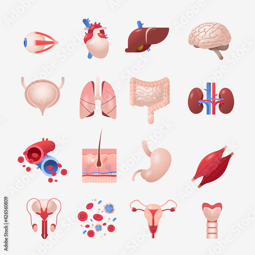 set human internal organs anatomical stomach liver kidneys lungs heart brain kidneys eye muscles icons collection anatomy healthcare medical concept