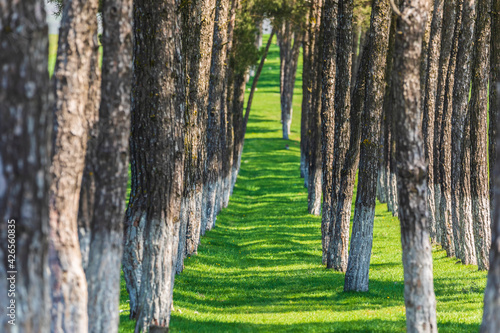 Natural alley of more trees
