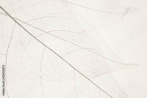 skeleton leaves beige background. White skeletonized leaf on white beige background.Skeletonized leaf texture. Beautiful nature plant background.Nature and ecology concept.Wallpaper phone © Yuliya