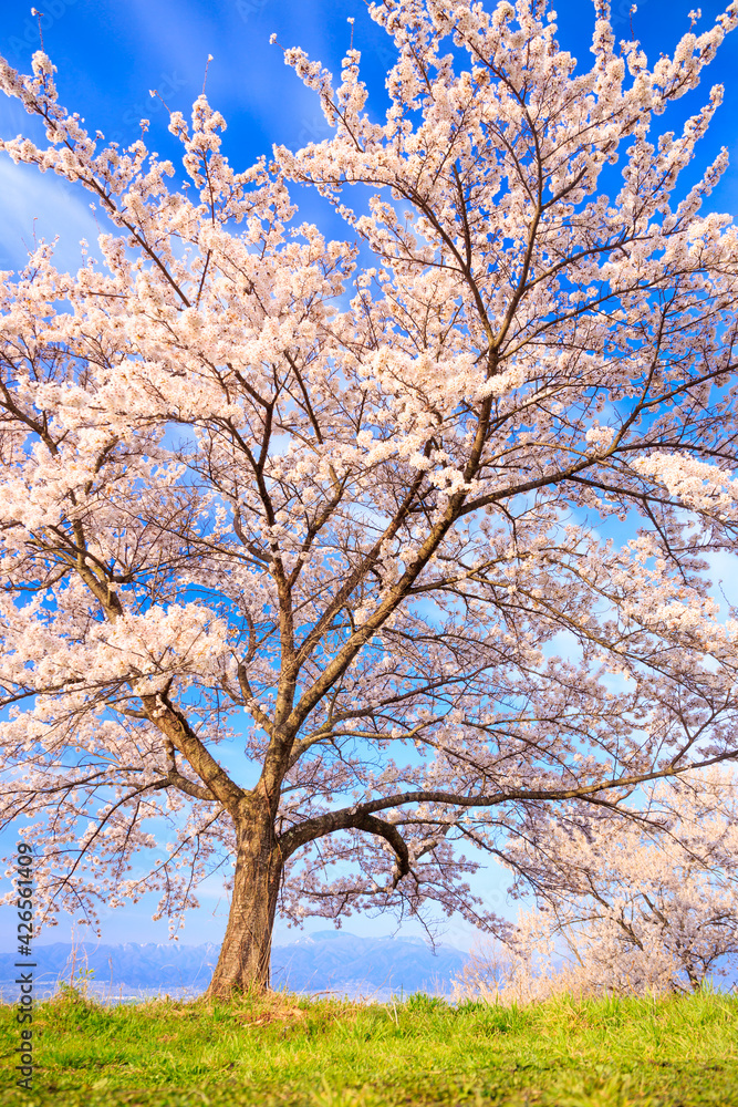 pink cherry tree in spring