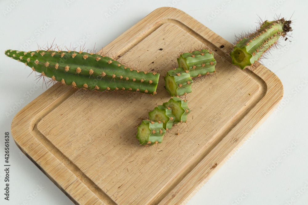 Naklejka premium How can we save the rotten cactus.