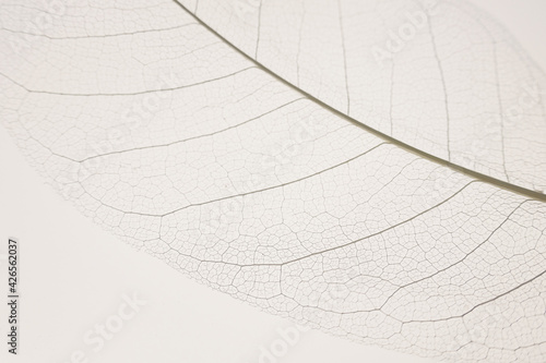 skeleton leaves beige background. White skeletonized leaf on white beige background.Skeletonized leaf texture. Beautiful plant background.Nature and ecology concept.Wallpaper phone