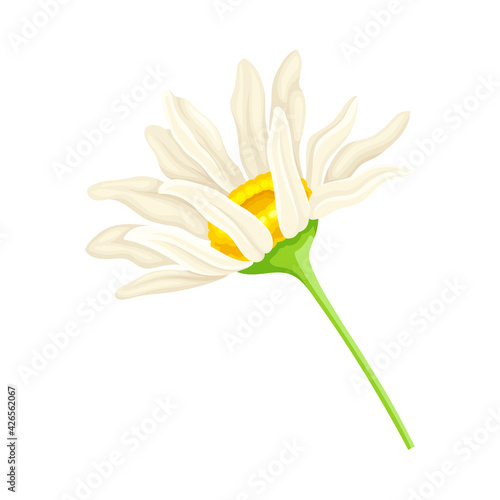 White Daisy Flower as Meadow Plant and Specie Vector Illustration
