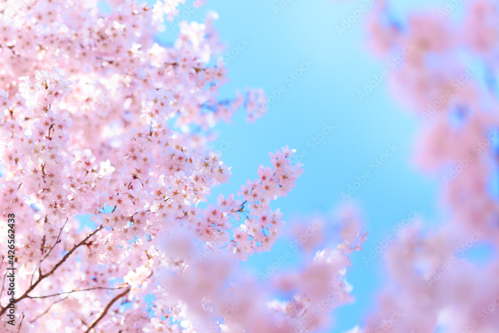 pink cherry blossoms