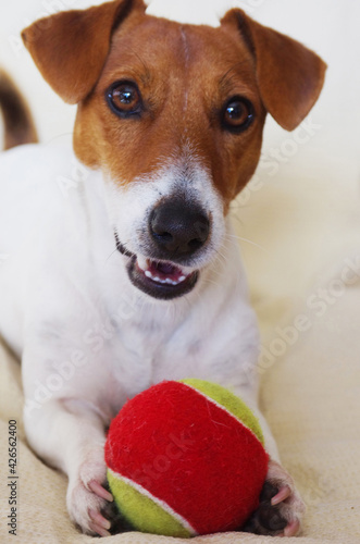 A Jack Russell with his favorite game: a red and yellow ball. © Enrico Spetrino