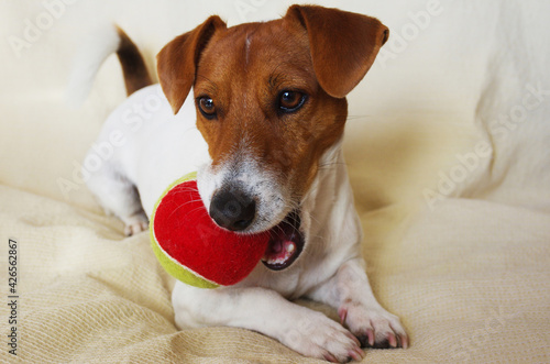 A Jack Russell with his favorite game: a red and yellow ball.