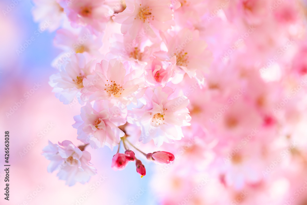 Obraz premium pink cherry blossom