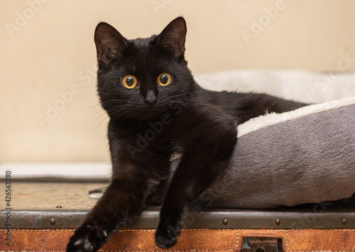 Black cat with yellow eyes sits on a soft pillow