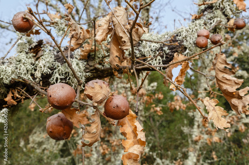 Detail of the gills, defense mechanism of Pyrenean oak. Quercus pyrenaica. photo