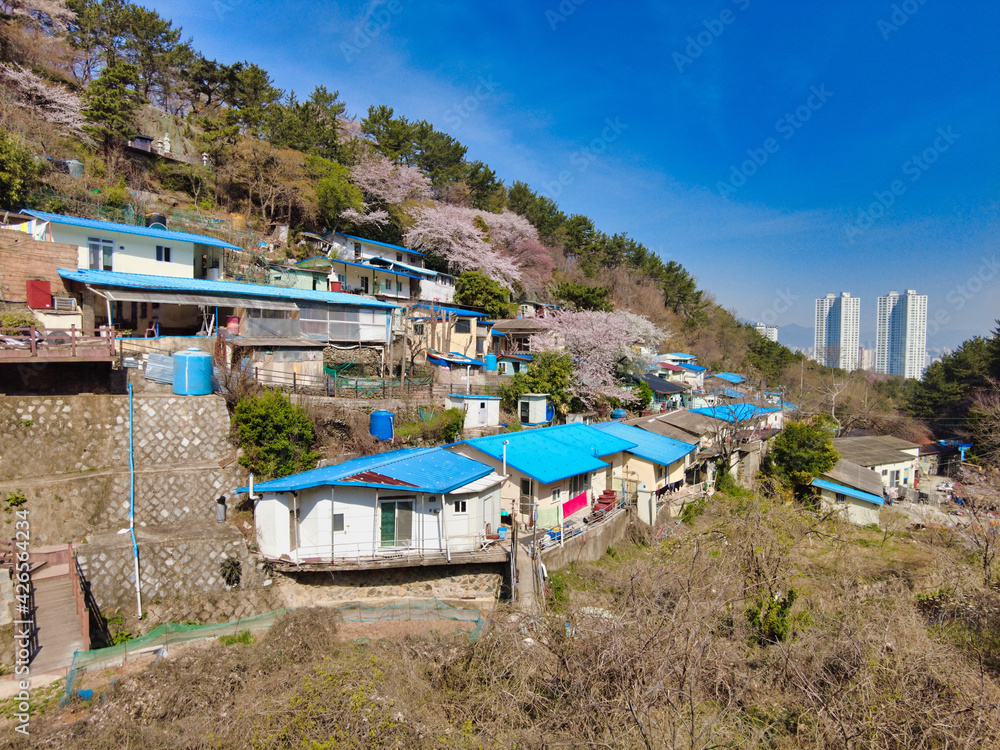 Spring flowers blooming in mulmangol village, Busan, South Korea, Asia.