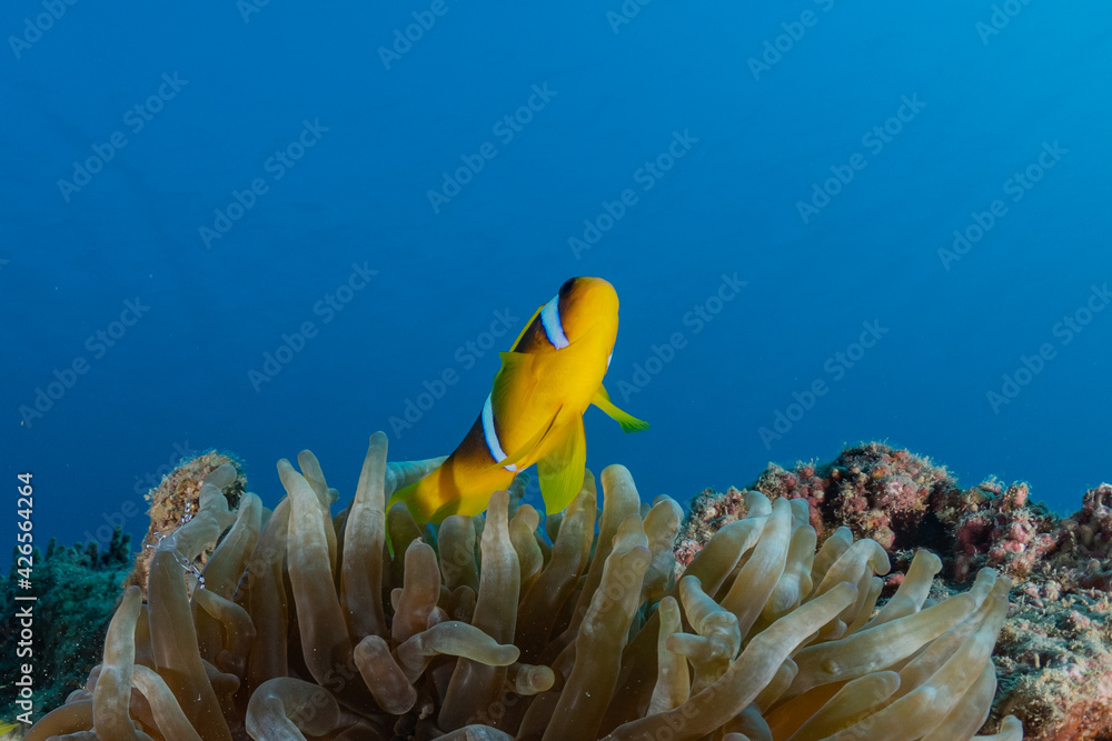 Fish swim in the Red Sea, colorful fish, Eilat Israel
