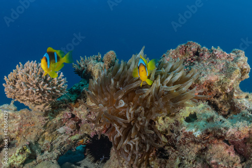Coral reef and water plants in the Red Sea, Eilat Israel 