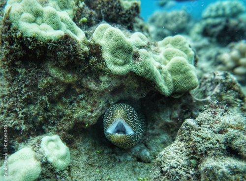 Snowflake Eel in Hawaii, in some reef 